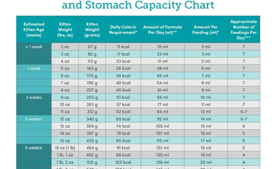 Kitten Feeding Chart - How Much & How Often to Feed?