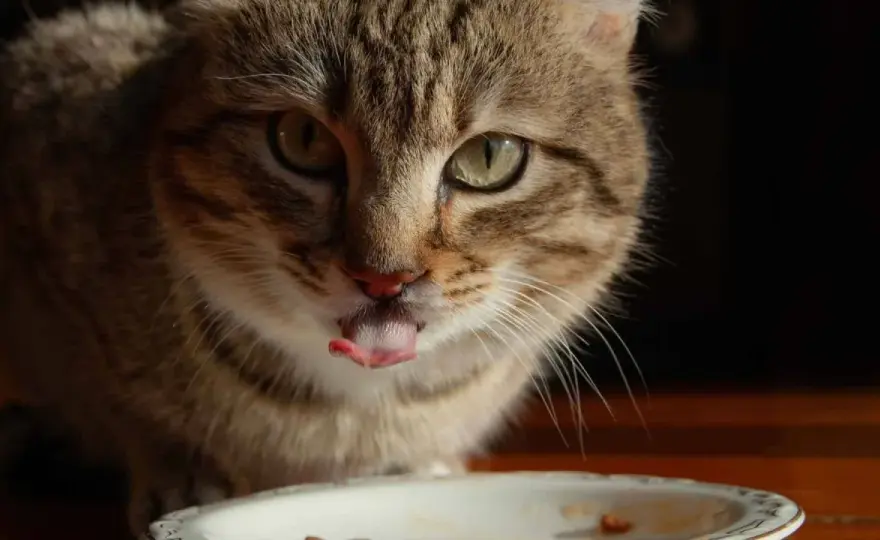 Pienso Salvaje para gatos - ¿Cómo elegir la mejor opción?