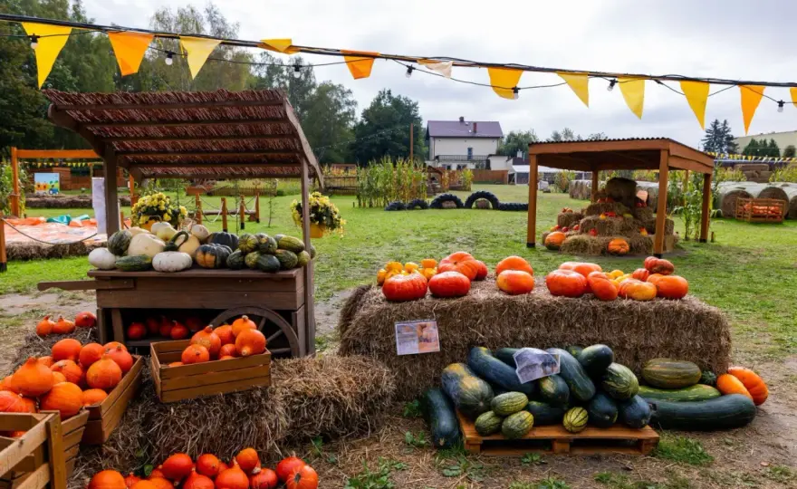 Farma dyniowa w Warszawie - Którą wybrać? Porównujemy Bielany i Powsin