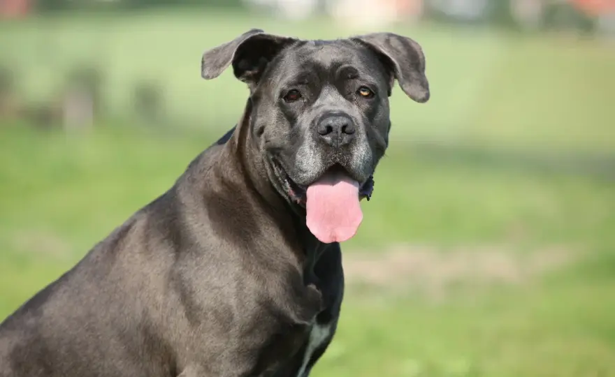 Cane Corso - silny molos czy oddany towarzysz? Poznaj prawdę!