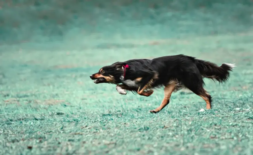 Zoomies u psa - Kiedy to radość, a kiedy problem?