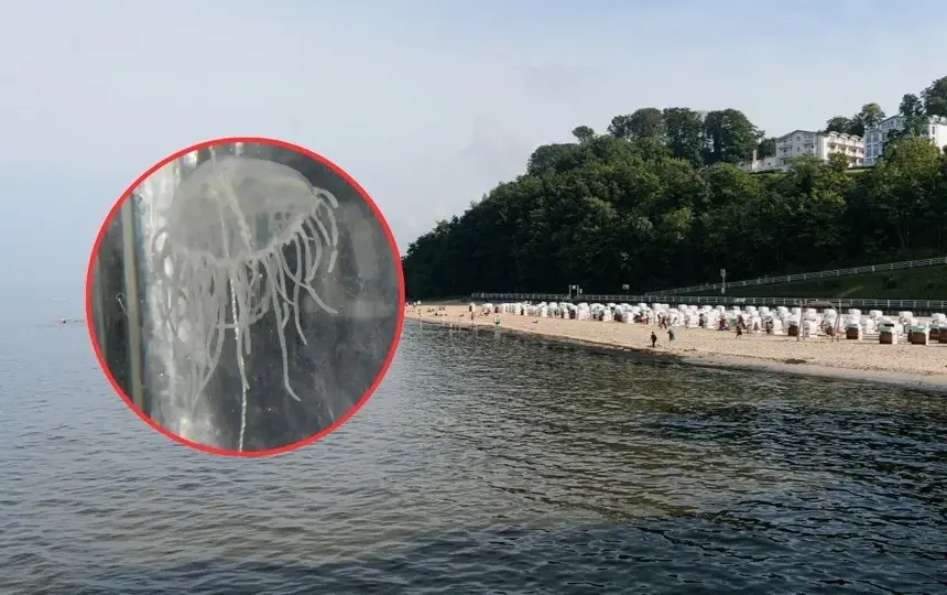 Czy meduzy w Bałtyku są groźne? Poznaj niebezpieczeństwa i zagrożenia