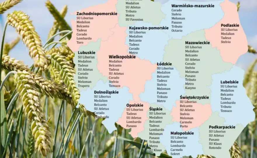 Pszenżyto Tadeus na jakie gleby – najlepsze warunki uprawy dla plonów