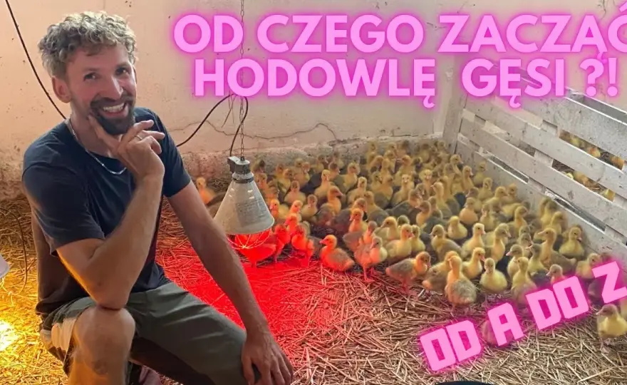 Jak rozpocząć hodowlę gęsi i uniknąć kosztownych błędów