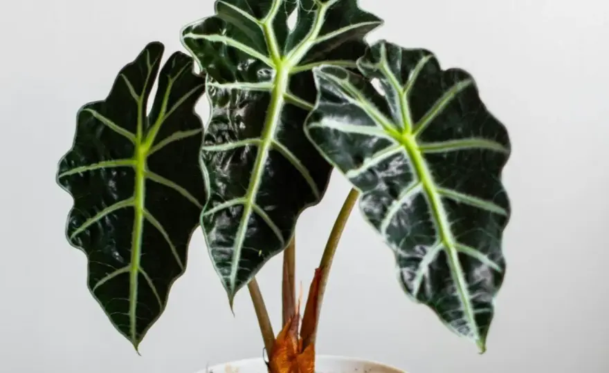 Alocasia Scalprum - Jak dbać, by liście zachwycały?