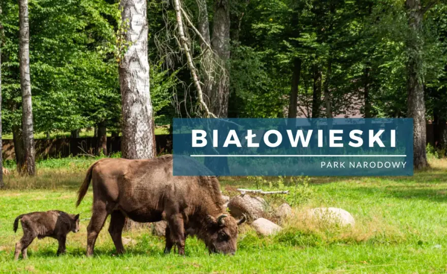 Białowieski Park Narodowy - Jak fotografować i gdzie?