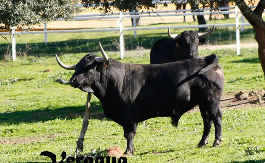 Cortijoliva - Historia, encaste y claves de la ganadería brava