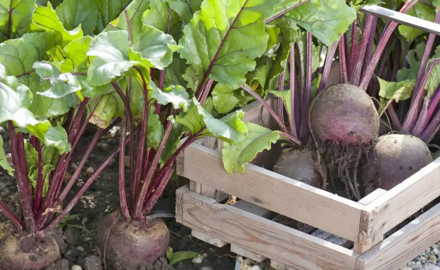 Rote Bete ernten - So gelingt die perfekte Ernte & Lagerung!
