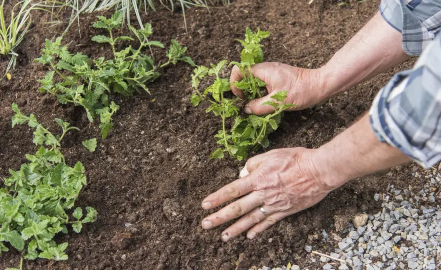 Verveine citronnelle en pot - Le guide complet pour la réussir