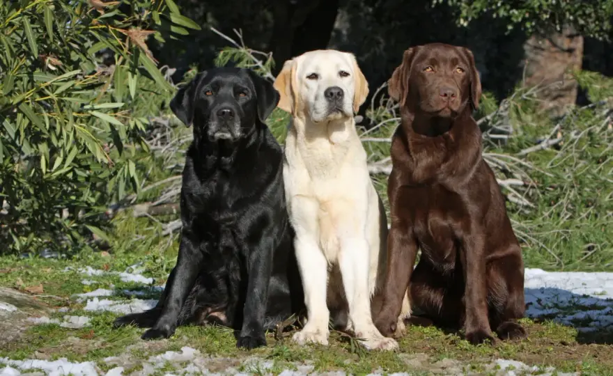 Labrador - jak rozpoznać rasę? Wygląd, umaszczenie, ogon