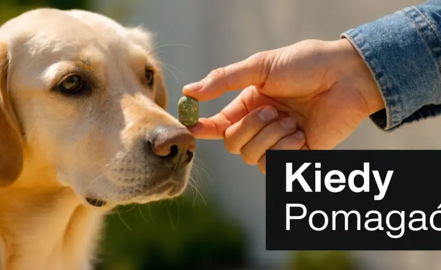 Ludzki probiotyk dla psa? Kiedy tak, a kiedy unikać!