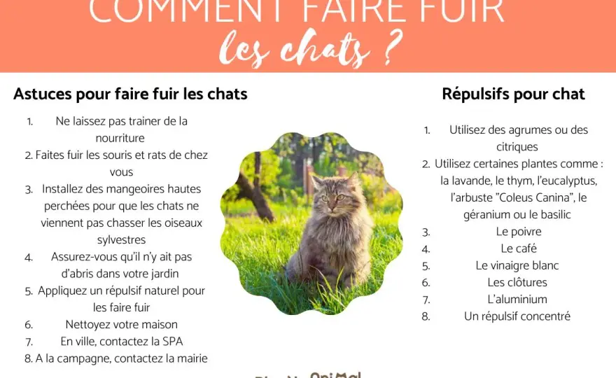 Comment éloigner les chats du jardin sans les blesser ?