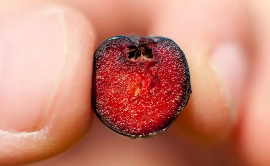 Aronia und Eisenmangel – Was die Beere wirklich kann