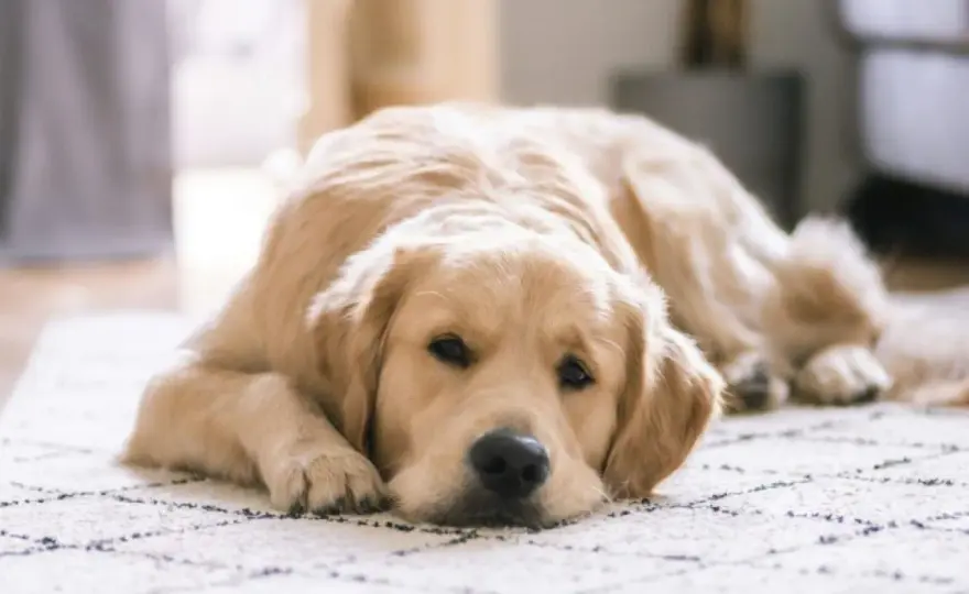 Labrador: ¿Es el perro ideal para tu familia? Descúbrelo aquí