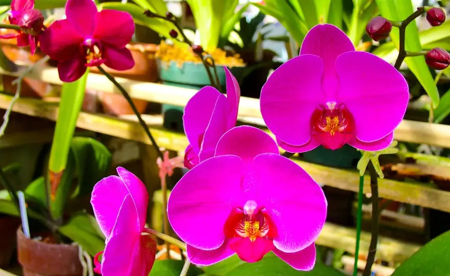 Multiplier une orchidée - Le guide complet pour réussir