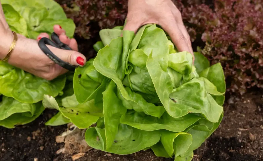 Warum Salat bitter wird und wie du ihn milder bekommst