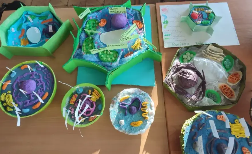 Jak wykonać model komórki roślinnej - krok po kroku z materiałami