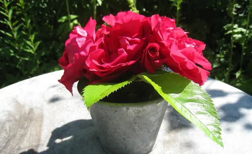 Pot aux roses - Maîtrisez l'expression et son origine