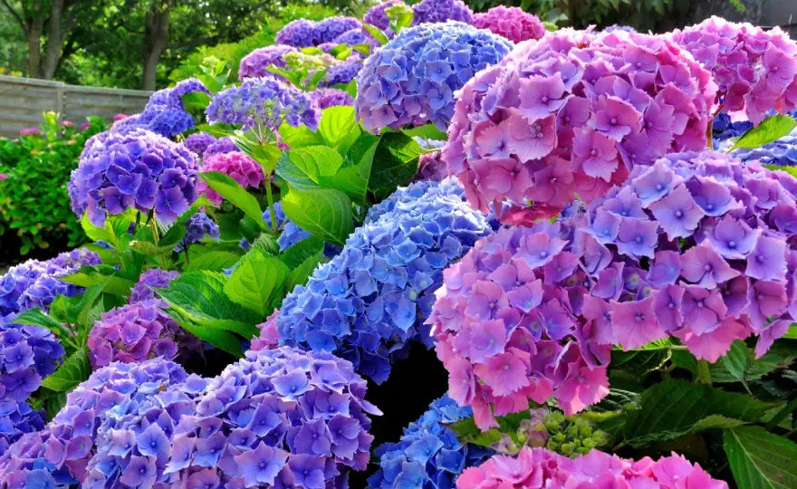 Hortensias en maceta - Guía definitiva para flores espectaculares