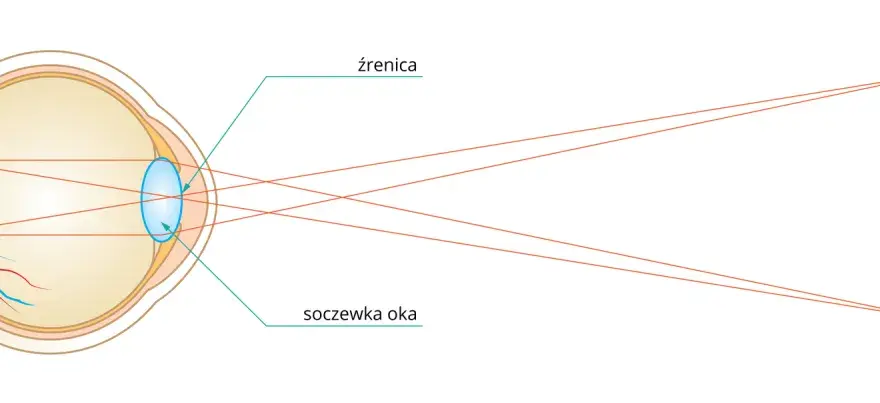 Jak działa soczewka w oku i jak wpływa na twoje widzenie