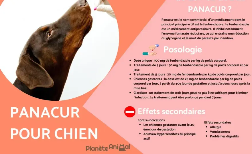 Panacur chien - Effets secondaires - Vrai ou Faux danger ?
