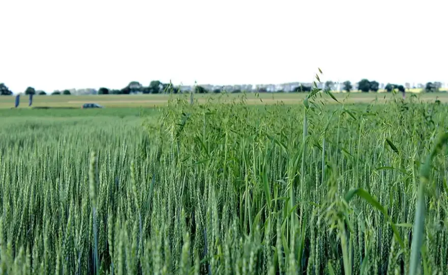 Axial - Jak skutecznie zwalczać miotłę zbożową i owies głuchy?