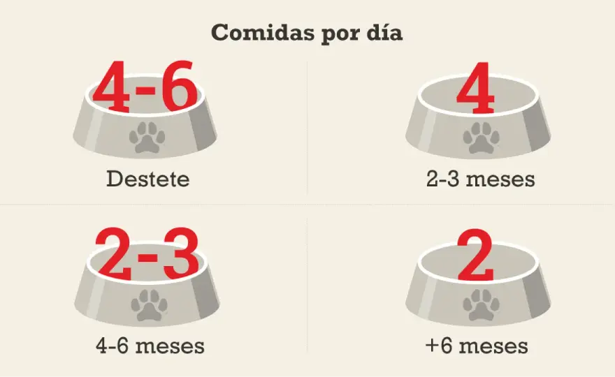 Cachorro de 2 meses - Cuánta comida y cómo dársela bien