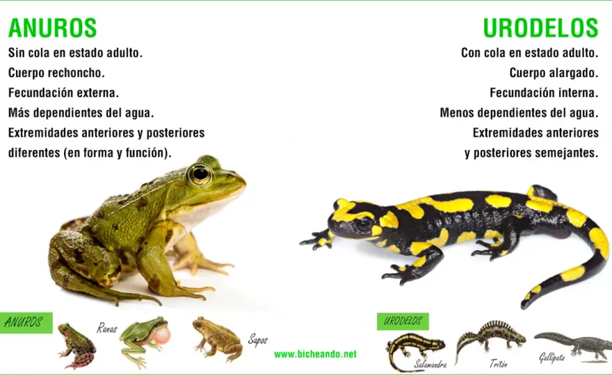 Tipos de ranas en España - Guía para entender su diversidad