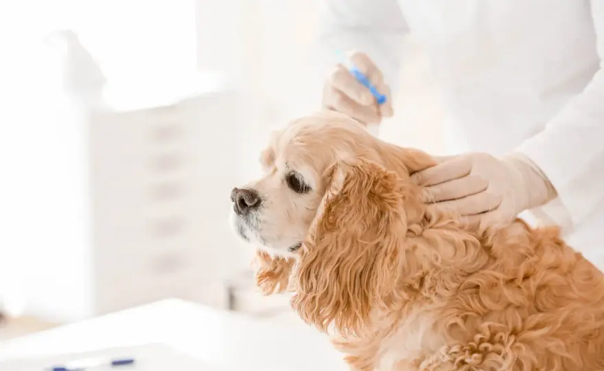 Castración química en perros - ¿Es la mejor opción?