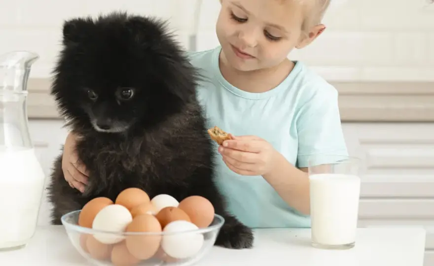Œuf pour chien - Combien et comment le donner sans risque ?