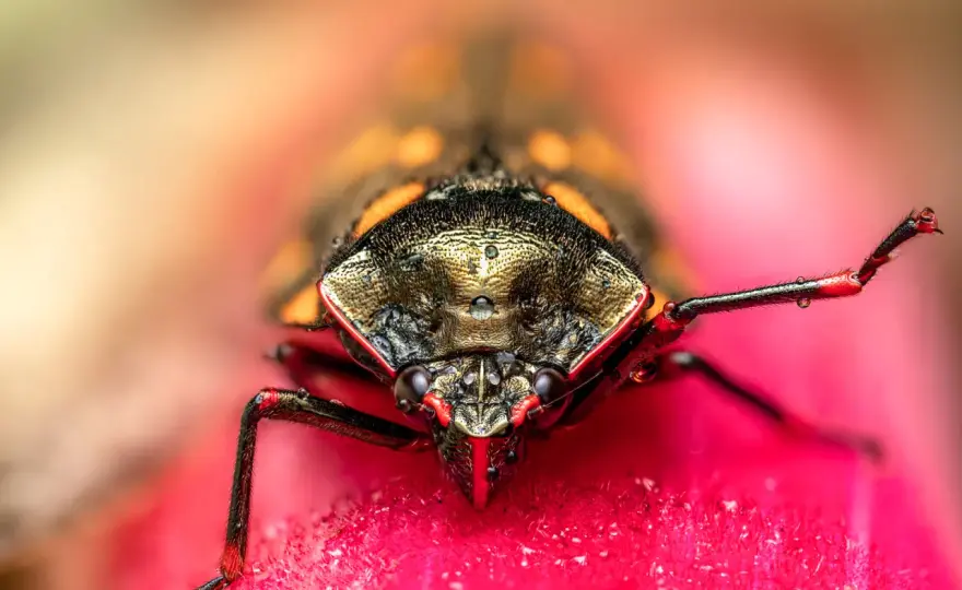 Fotografia makro - jak robić ostre i profesjonalne zdjęcia detali?