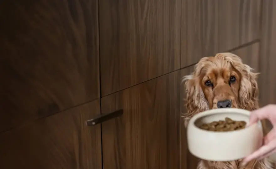 Mon chien a toujours faim - Causes et solutions efficaces