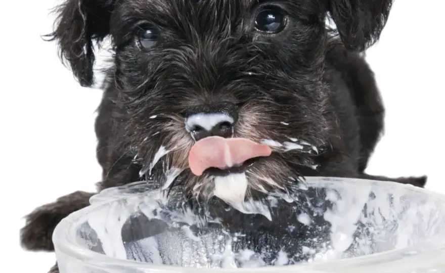 ¿Yogur para perros? Guía para un capricho seguro y sano