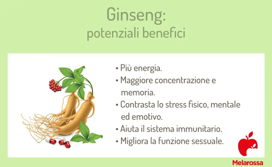 Ginseng: proprietà, usi, controindicazioni. Funziona davvero?