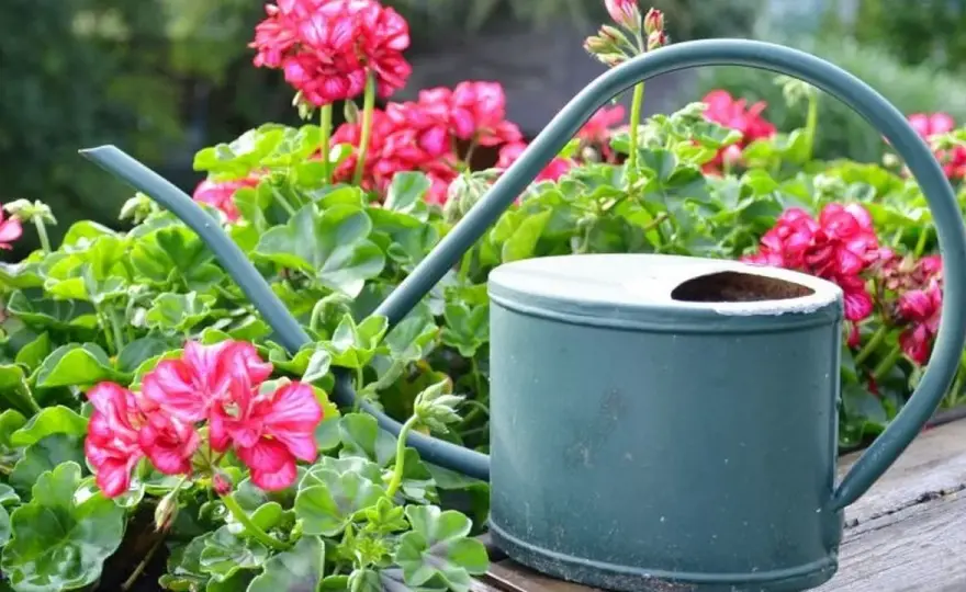 Pelargonia pełna - Pielęgnacja, błędy i aranżacje. Jak dbać?