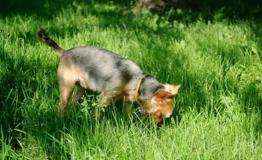 Kotfressen im Garten - was dahintersteckt und was hilft