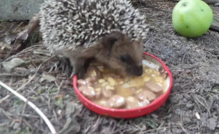 Czym karmić jeża? Dieta, mity i bezpieczne dokarmianie