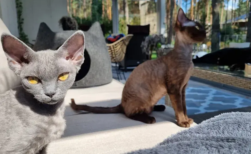Gdzie znaleźć kocięta Devon Rex w Pomorskim? Najlepsze hodowle