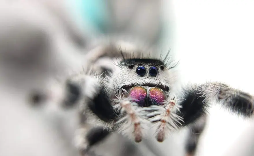 Ptaszniki - budowa, życie i jad. Czy tarantule są groźne?