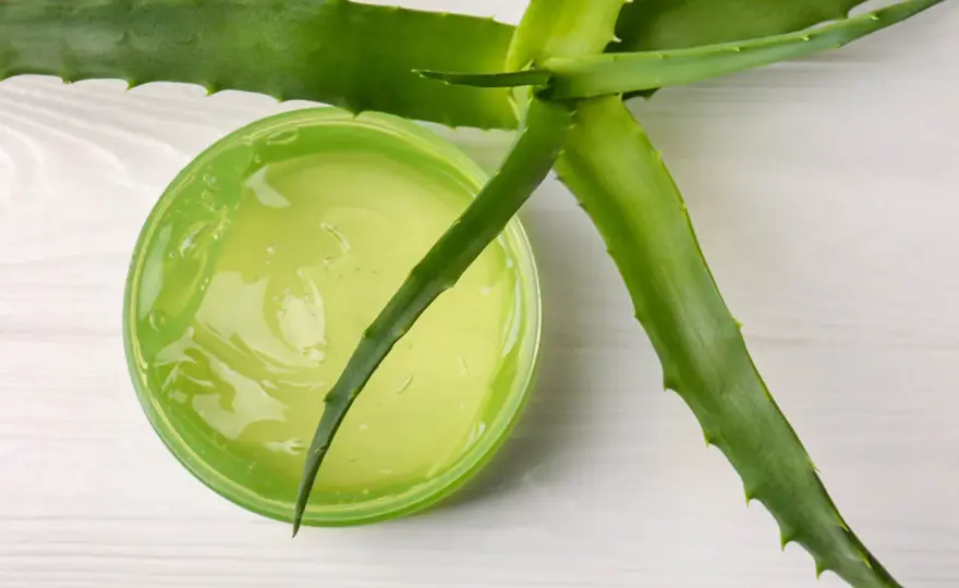 Aloes na oparzenia - kiedy pomaga, a kiedy szkodzi?