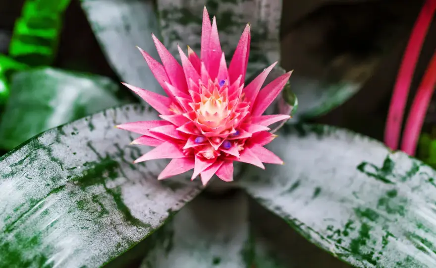 Aechmea - La guida definitiva per una fioritura perfetta
