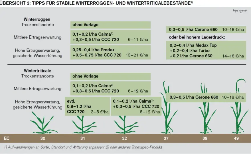 Wachstumsregler im Winterweizen - So gelingt die optimale Strategie