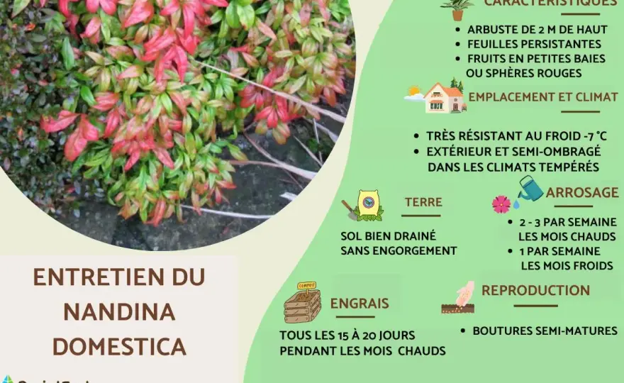 Bambou sacré: Le secret d'un Nandina éclatant toute l'année