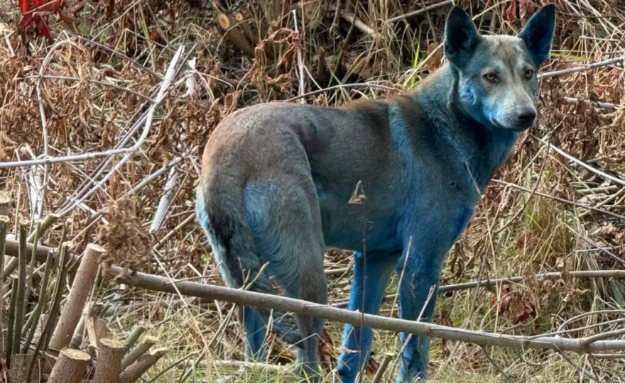 Czarnobyl - Fauna wraca, ale jakim kosztem?