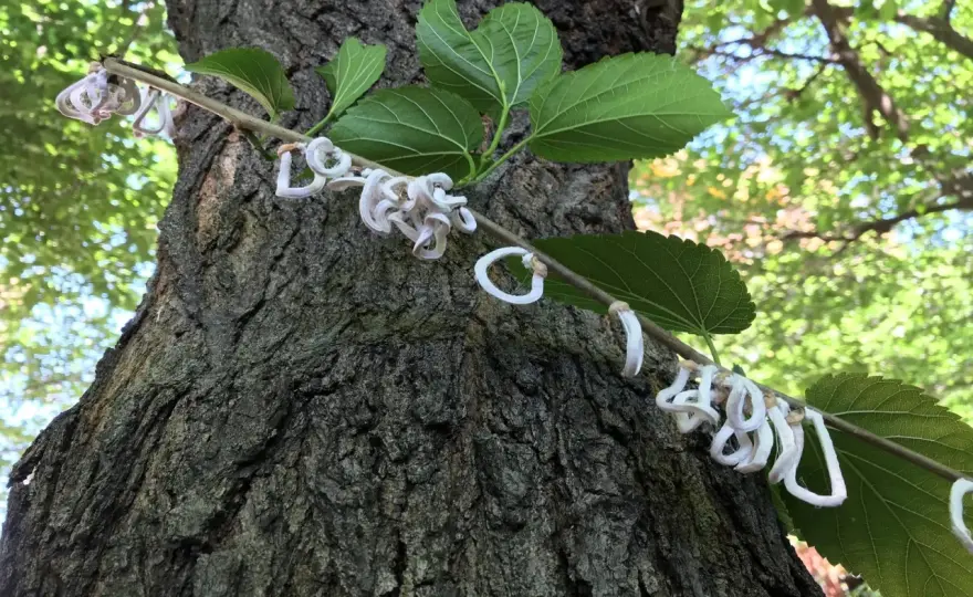 Takahashia japonica, riconoscila prima dell’ovisacco