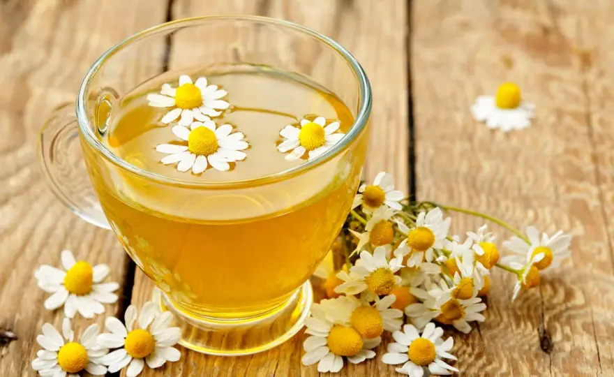 Camomille - bienfaits, infusion et précautions à connaître