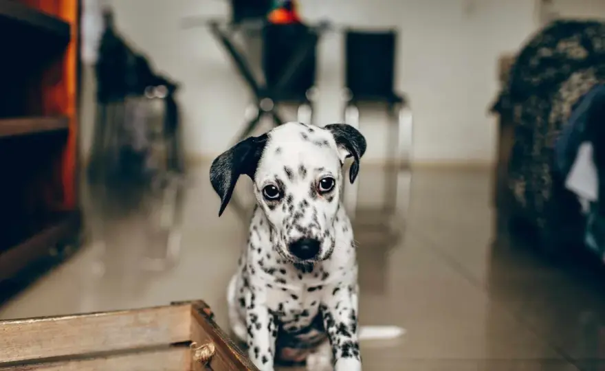 Ansiedad por separación en perros - Guía para ayudarle