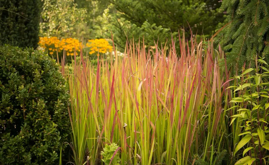 Imperata 'Red Baron' - Z czym łączyć, by zachwycała?
