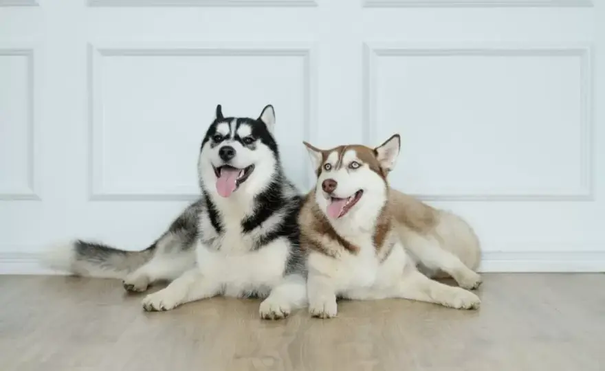 Ile kosztuje husky syberyjski? Sprawdź ceny i uniknij ukrytych kosztów!