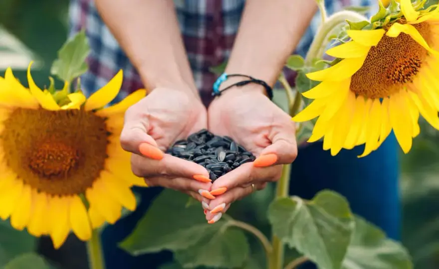 Girasole perfetto - Semina e cura senza stress